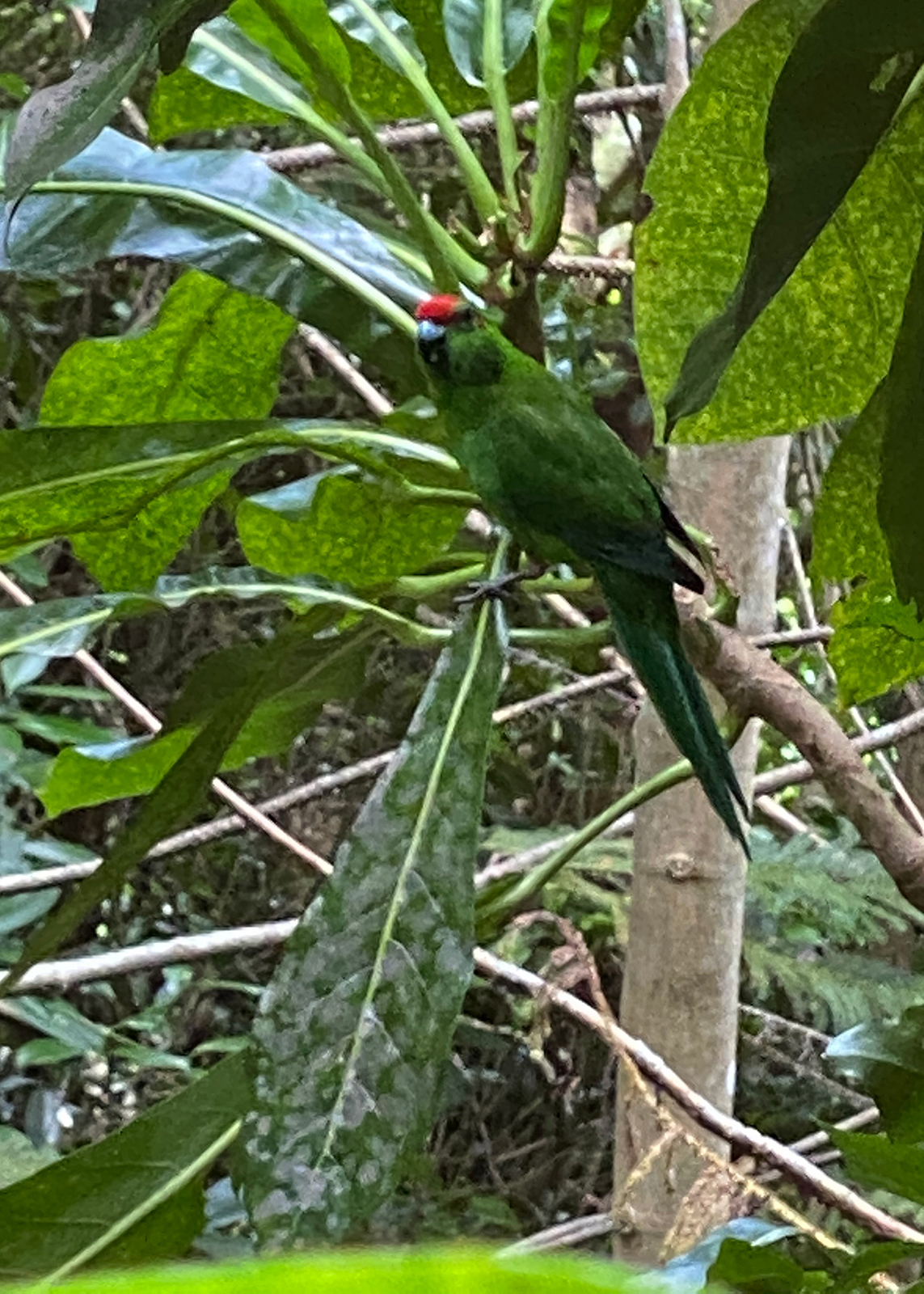 A green tropical bird is almost completely camouflaged by the surrounding foliage